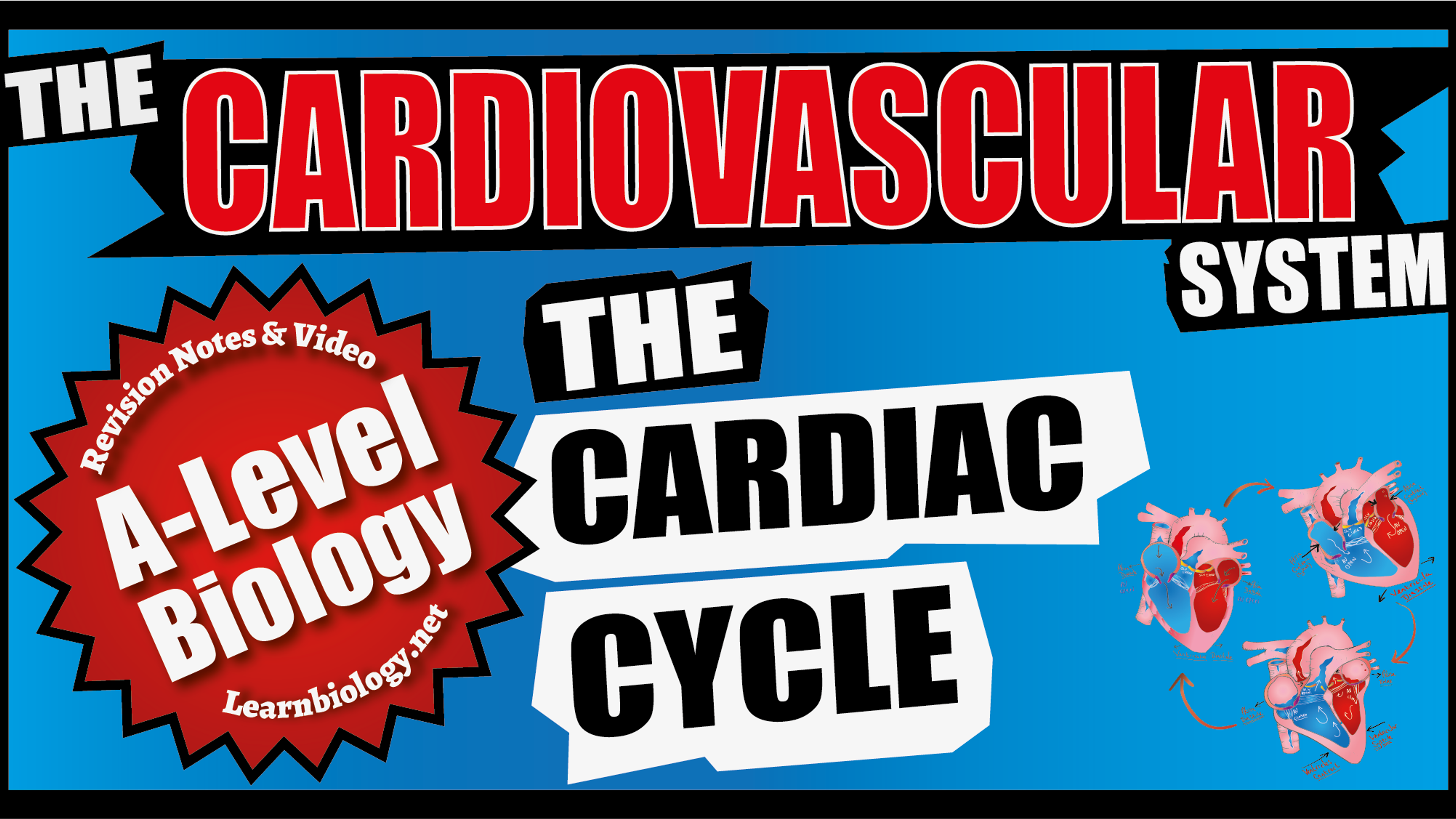 Cardiac Cycle
